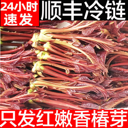 现货秒发香椿芽新鲜香春芽菜顺丰2024头茬四川红油香椿头春芽叶苗