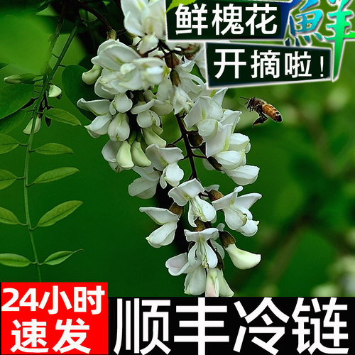 顺丰包邮槐花新鲜现摘钱串子