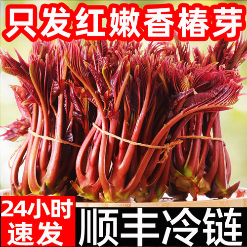 头茬红香椿芽顺丰速发现货