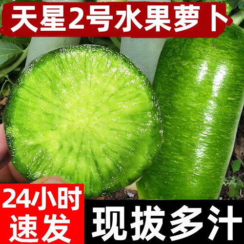 天星2号甜脆潍坊水果型萝卜正宗