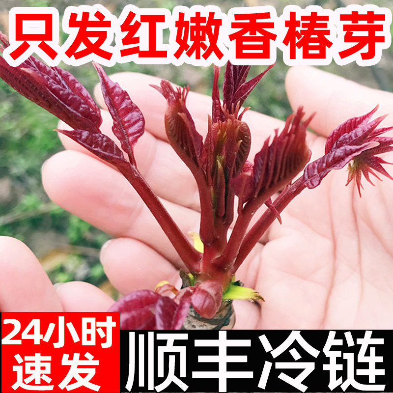现货秒发香椿芽新鲜香春芽菜顺丰2026头茬四川红油香椿头春芽叶苗