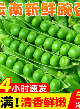 豌豆荚新鲜蔬菜蚕豆荚现摘青豆