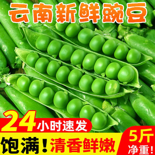 菜豌豆荚新鲜青毛蚕豆现摘农家甜带壳豌豆粒角毛豆蔬菜10包邮
