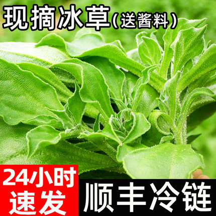 新鲜冰草冰菜蔬菜冰花冰叶火锅即食生吃3沙拉菜凉拌包邮