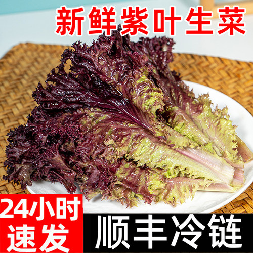 紫叶生菜新鲜蔬菜沙拉脆嫩顺丰