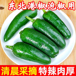 东北港椒新鲜墨西哥辣椒特辣当季新鲜精选脆嫩特辣肉厚农家蔬菜