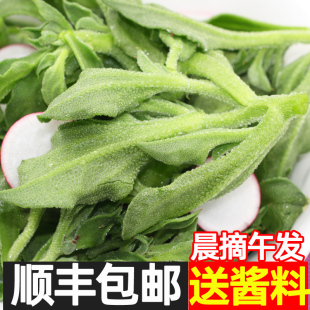 包邮 现摘顺丰 新鲜冰草冰菜蔬菜冰花冰叶火锅即食5生吃3斤沙拉菜