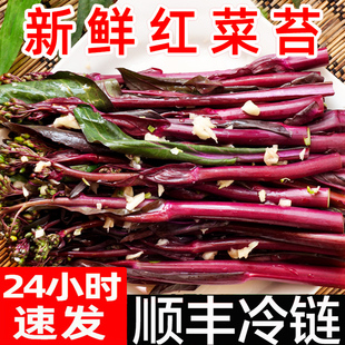 新鲜红菜苔紫菜苔5斤新鲜嫩苔菜薹菜心时令蔬菜包邮湖北农家自种
