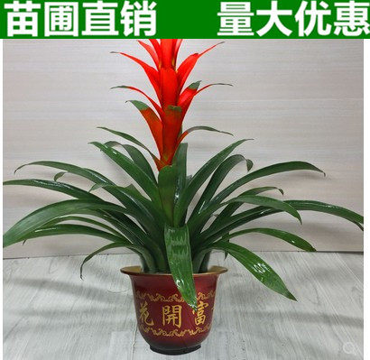 包邮鸿运当头盆景室内植物红花花卉盆栽绿植凤梨阳台办公水培绿植