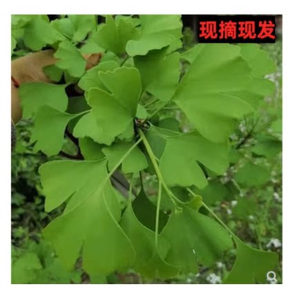 银杏叶新鲜采摘 白果叶子自然晒干绿色黄色银杏叶片 可做枕头包邮