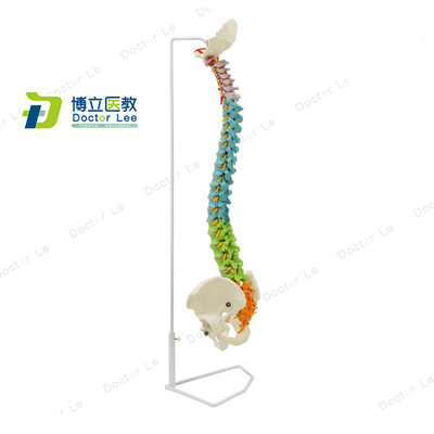 人体脊柱c模型解剖正骨练习手法1:1脊椎人体骨骼模型彩色分段模型