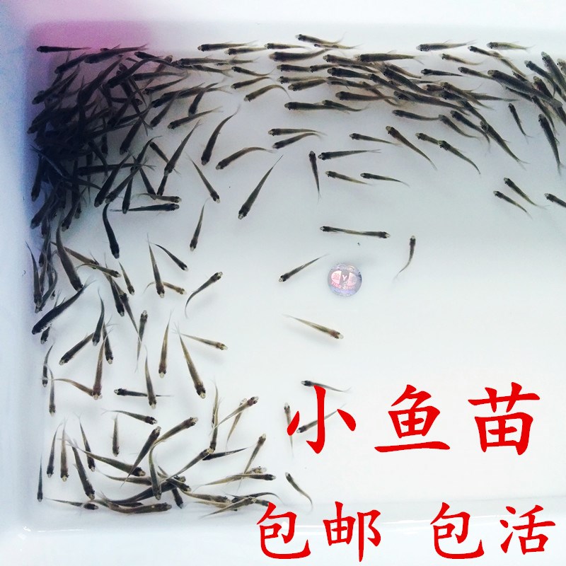 活体饲料喂乌龟小鱼苗小鱼活体活小鱼饲料鱼一厘米 包邮喂龟小鱼