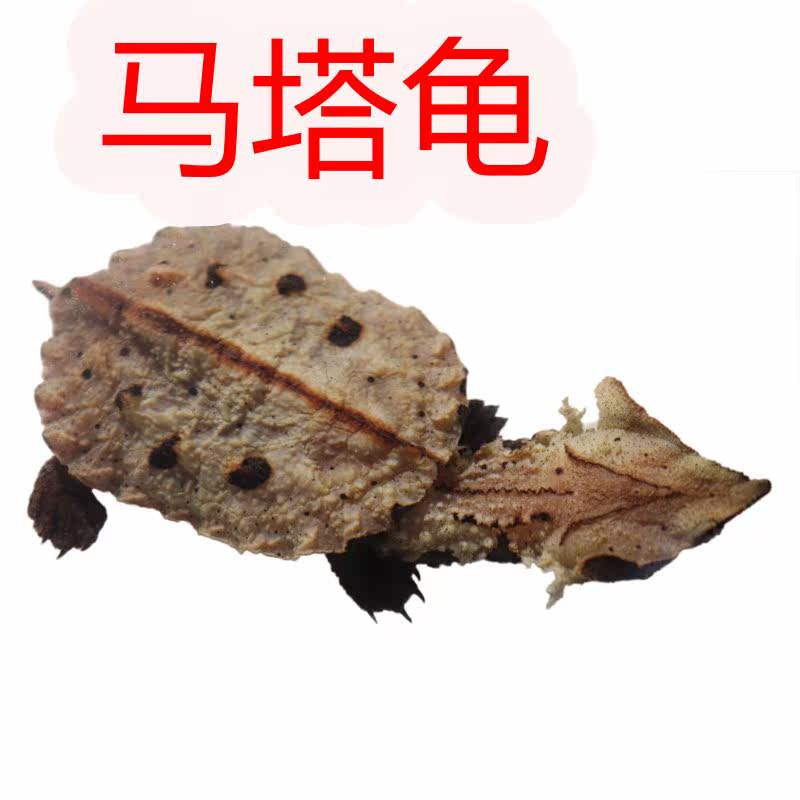 黑玛塔龟活体枯叶龟红玛塔龟活体活体深水龟活体剃刀麝香龟活体|ruв категории животное/Животное питание и принадлежностей, аквариум мира, черепаха/черепаха - от Buy2taobao.com для оказания профессиональной услуги покупки агента Taobao