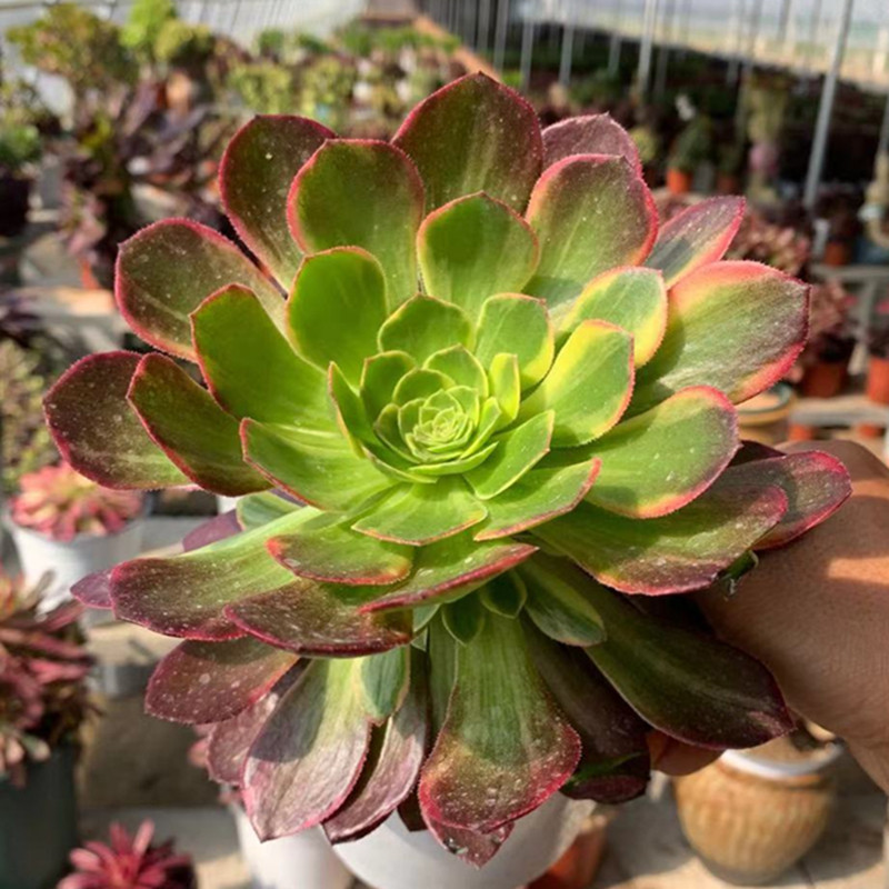 万圣节法师黄锦多肉植物老桩粉女巫美杜莎红颜欧嘉丽一物一拍超大