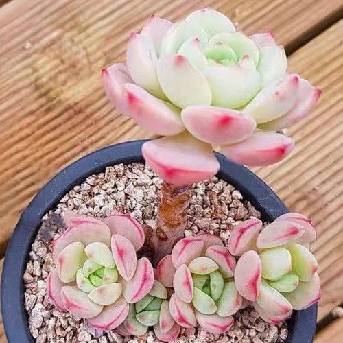 香草多肉老桩群生阳台盆栽包邮
