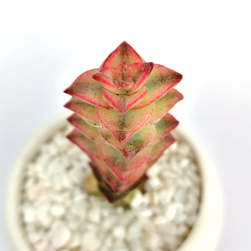 十字星锦多肉价格 十字星锦多肉图片 星期三