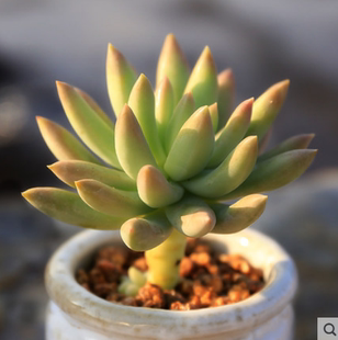 千佛手老桩多肉玉珠莲多头包邮新手组合盆栽一物一拍阳台室内辐射