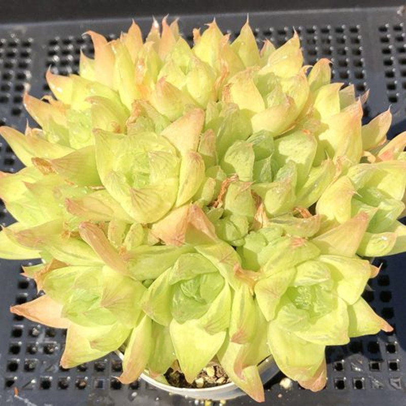 黄金玉露多肉植物群生一物一拍超大颗琥珀冰灯玉露包邮阳台吸甲醛