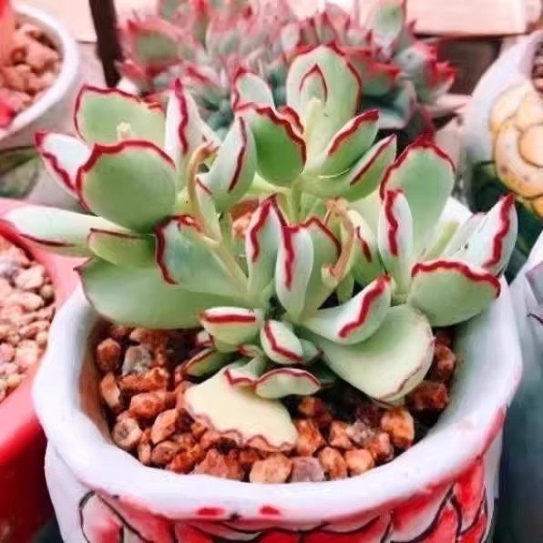 巧克力线多肉老桩群生多头一物一拍组合盆栽含盆带土包邮绿植花卉