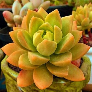 黄丽多肉老桩一物一拍群生包邮新手组合盆栽含盆带土室内防辐射大