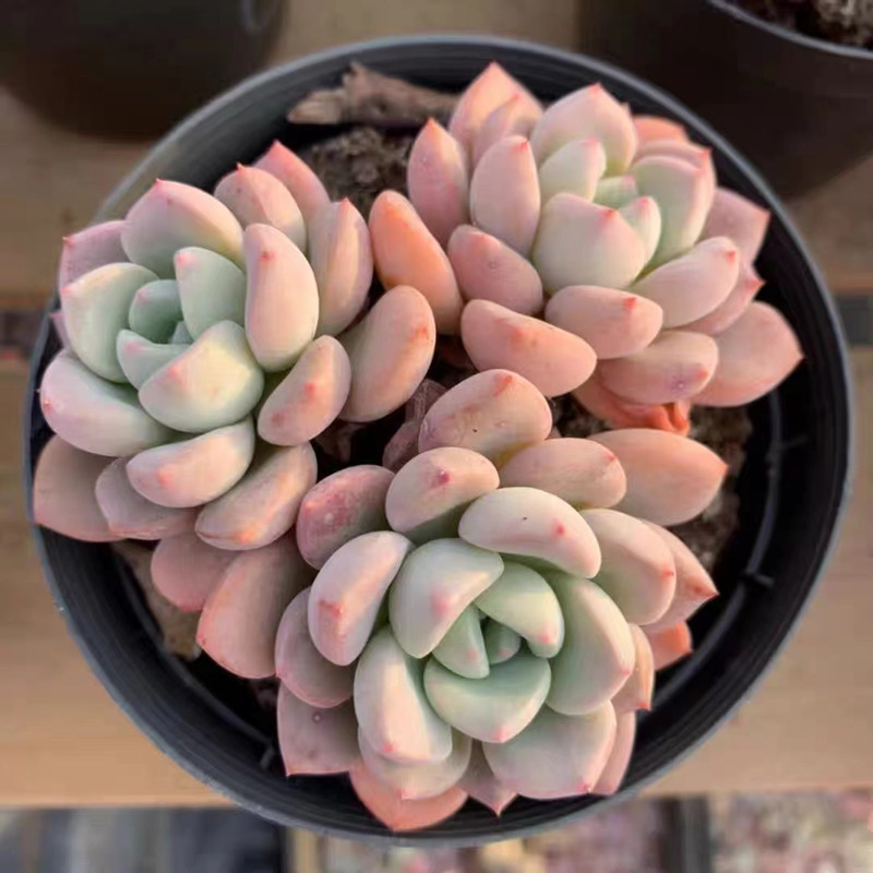 白鹭多肉老桩群生一物一拍白露超大包邮群生盆栽含盆带土绿防辐射