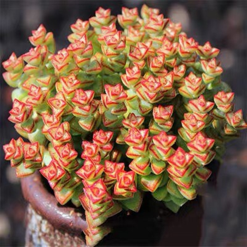 小米星多肉老桩包邮群生多头钱串子一物一拍含盆带土室内盆栽防辐