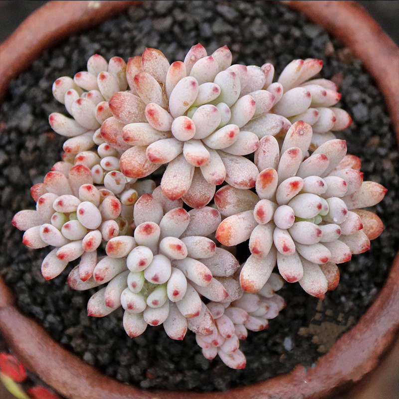 蓝豆多肉老桩群生香味黑莓漫画汤姆多头包邮一物一拍室内防辐射