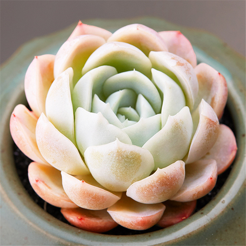 多肉植物墨西哥雪球多少钱 多肉植物墨西哥雪球优惠券免费领取 有条鱼