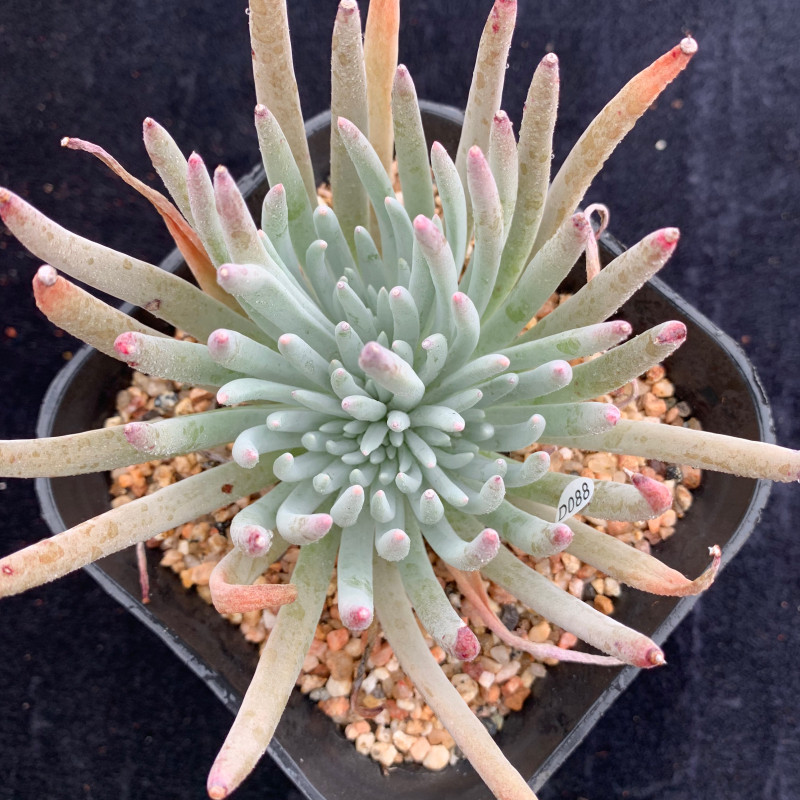 爱杜丽斯仙女杯老桩多肉一物一拍初霜白菊拇指奴婢吉娜室内防辐射