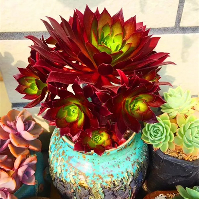 火凤凰法师多肉老桩孔雀老桩新三仙手捧群生铜壶万圣节欧紫防辐射