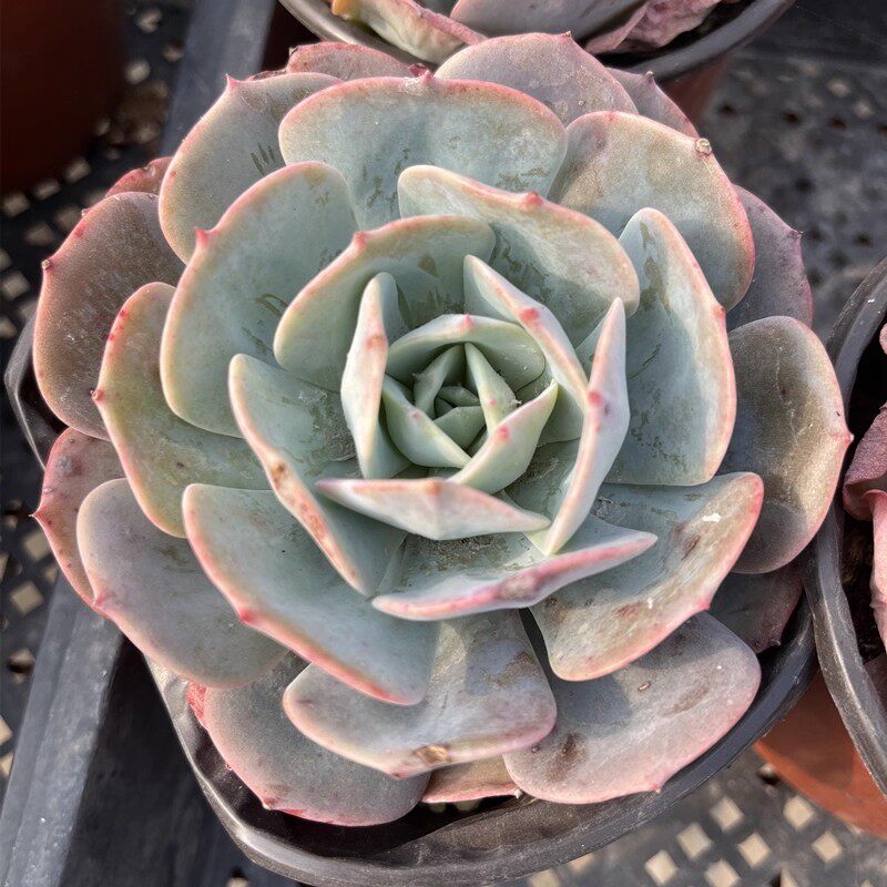 红粉台阁多肉老桩一物一拍超大包邮蓝粉台阁盆栽含盆带土阳台萌趣