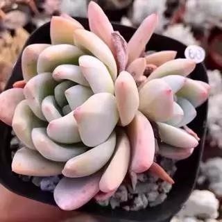 芙蓉雪莲多肉橙梦露老桩缀化包邮嫦娥雪天使组合盆栽室内绿植成活,鲜花速递/花卉仿真/绿植园艺,多肉植物,淘宝优惠券,粉丝福利购,淘宝优惠卷