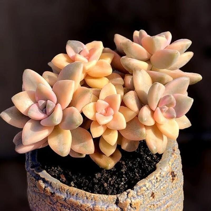 美杏锦多肉老桩组合盆栽包邮群生