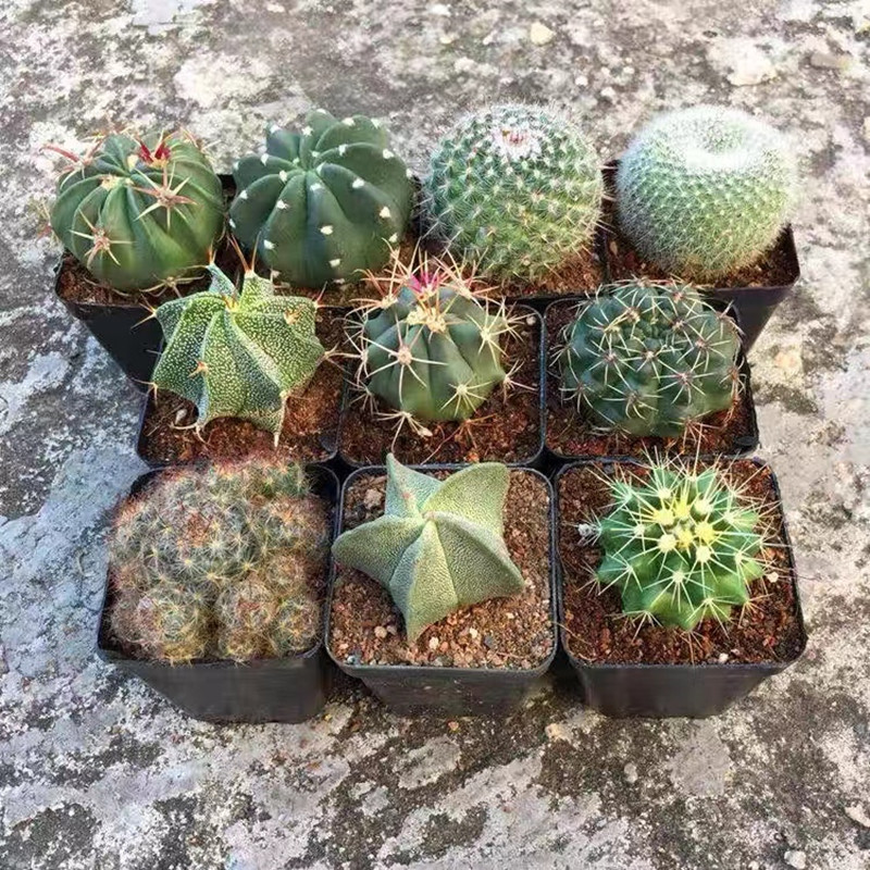 仙人球组合盆栽套餐多肉一物一拍包邮室内绿植花卉防辐射花盆装饰