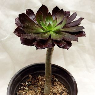 黑法师多肉老桩多头包邮铜壶缀化万圣节专用土一物一拍室内防辐射