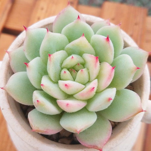 TP蒂比多肉植物群生盆栽
