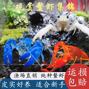 观赏虾鳌虾佛罗里达橘熬虾桔色鳌虾淡水虾活体虾水族鱼缸宠物龙虾