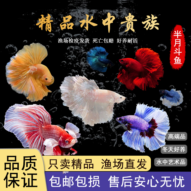 精品半月斗鱼活体观赏鱼