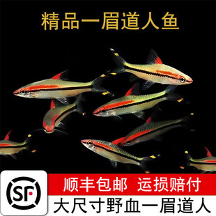 大号精品一眉道人鱼草缸群游活体亚热带观赏鱼冷水好养耐活淡水鱼