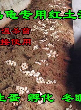 乌龟专用红土沙无菌天然生蛋产蛋孵化冬眠陆龟水族造景龟箱龟池沙