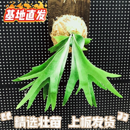 二歧鹿角蕨上板发货基地直发