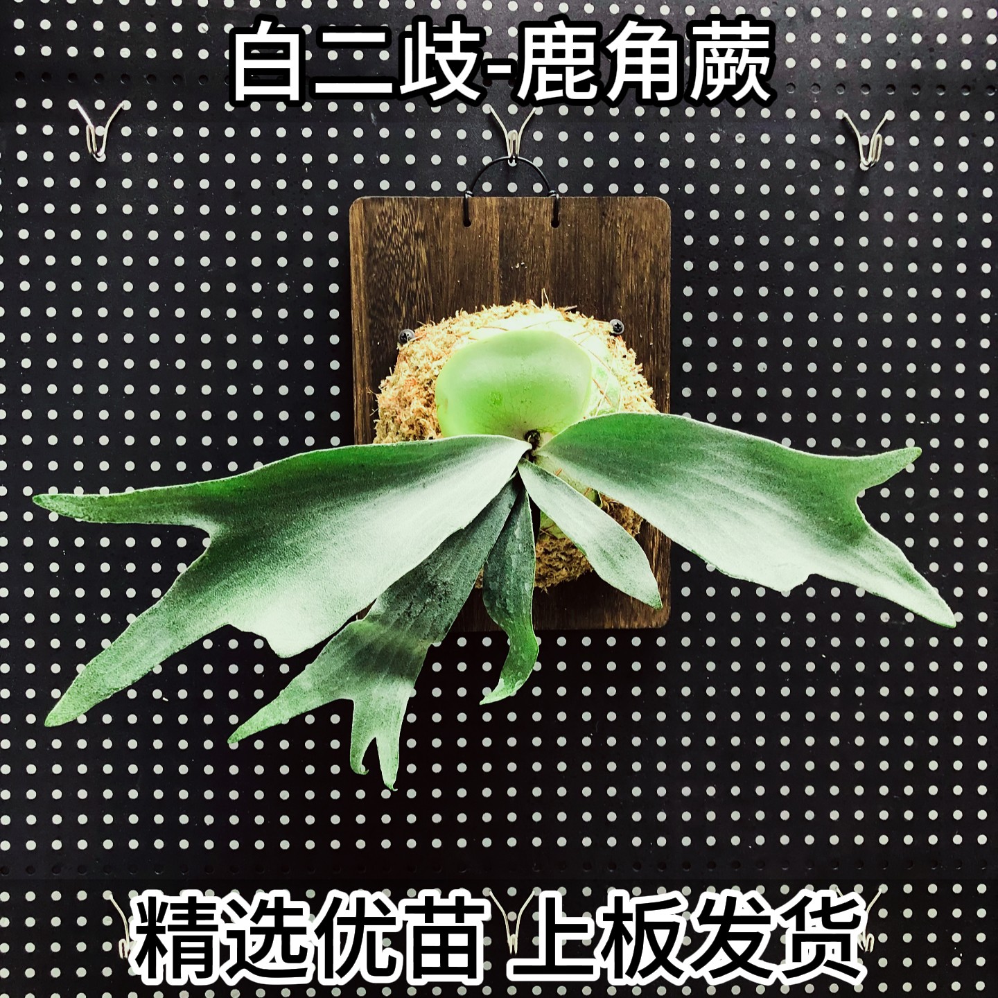 白二歧鹿角蕨活体上板发货精选优苗稀有变异室内悬挂绿植四季常绿
