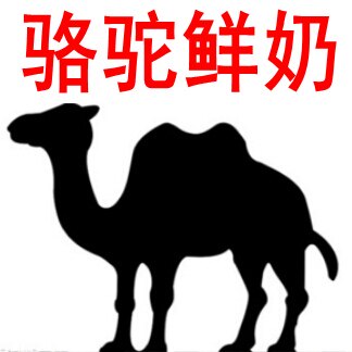 4斤骆驼奶新疆哈萨克顺丰空运