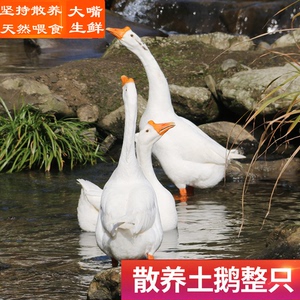 安徽大别山农家放养土鹅2.5kg 大白鹅散养老笨鹅草鹅柴鹅活鹅现杀