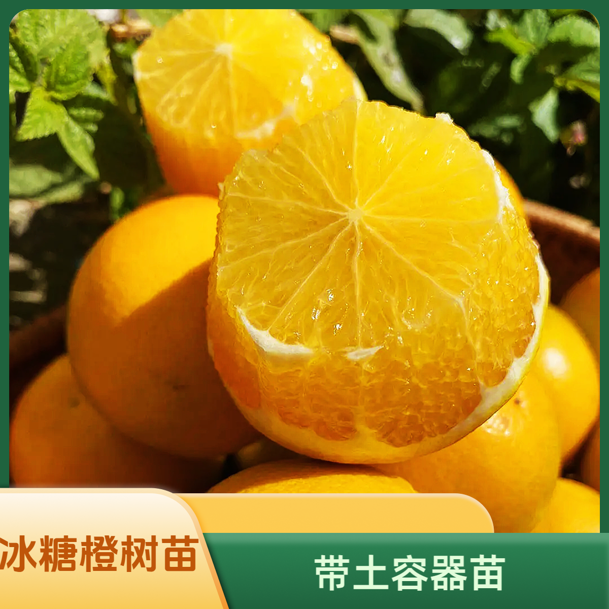 正宗冰糖橙杯苗带土纯甜无酸