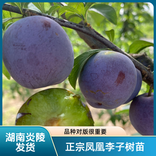 凤凰李子树苗 五月脆 李子苗 6月份成熟 早熟品种