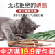 猫磨牙棒木天蓼棒猫咪零食啃咬猫薄荷洁齿幼猫小猫草咬棒玩具用品