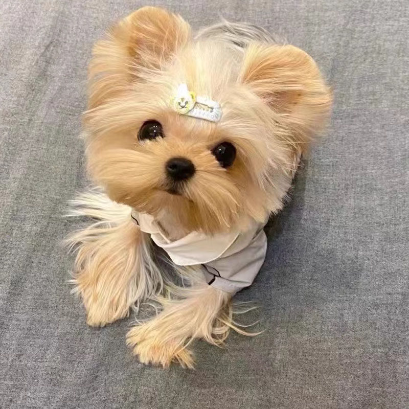 约克夏梗幼犬纯种活体金头银背宠物狗金色小体茶杯犬幼崽上海犬舍