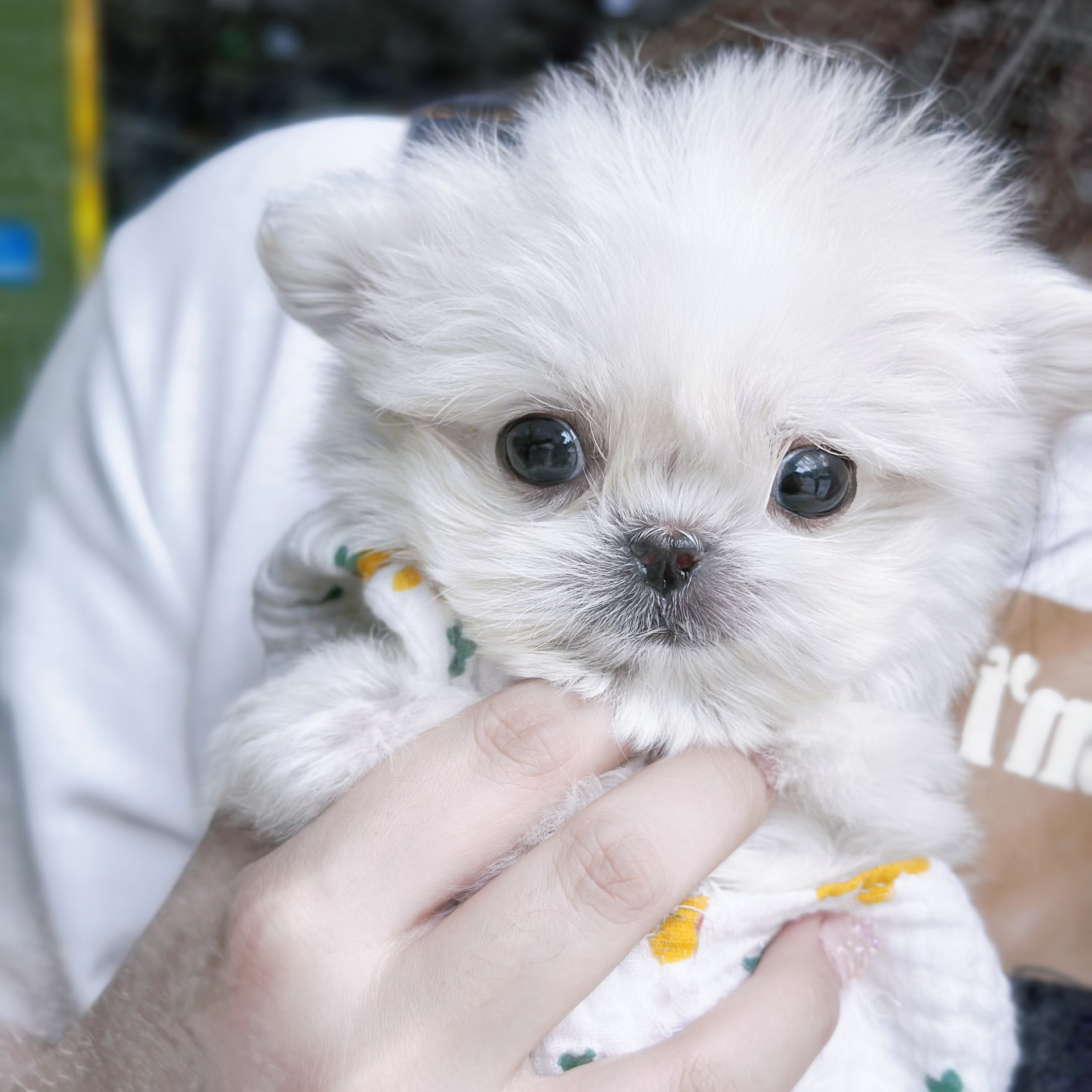 韩系纯种血统马尔济斯幼犬茶杯犬