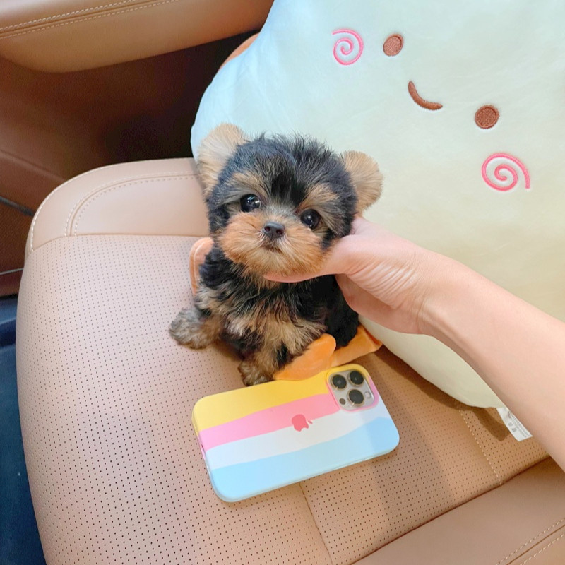 约克夏纯种幼犬金头银背茶杯犬